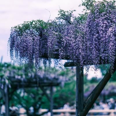 フジの花の素材