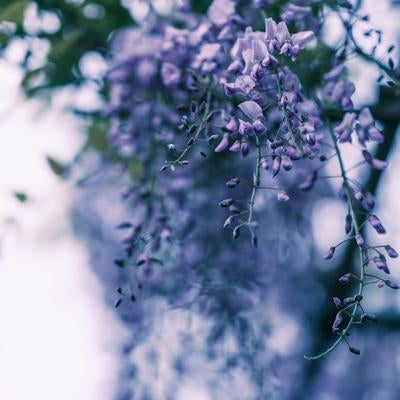 藤の花の様子の写真