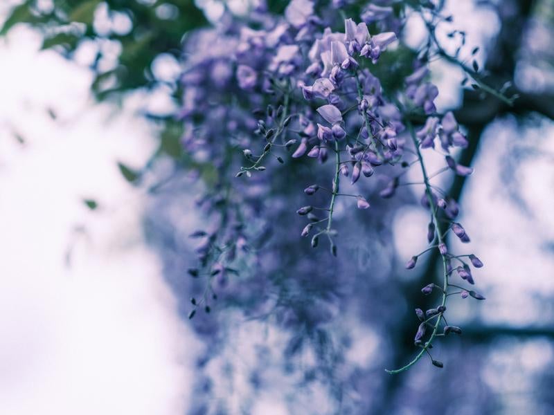 藤の花の様子の写真