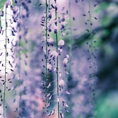 藤の花の春の写真