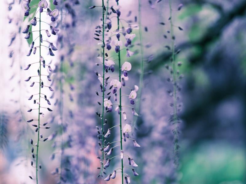 藤の花の春の写真