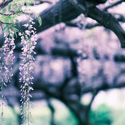 日本の藤の花の写真