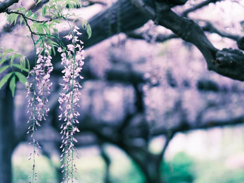 日本の藤の花の写真
