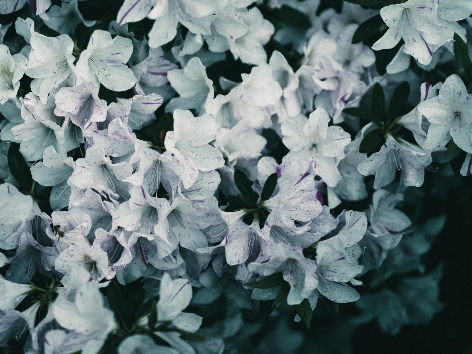 「白ツツジの花」の写真
