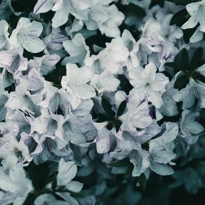 白ツツジの花の写真