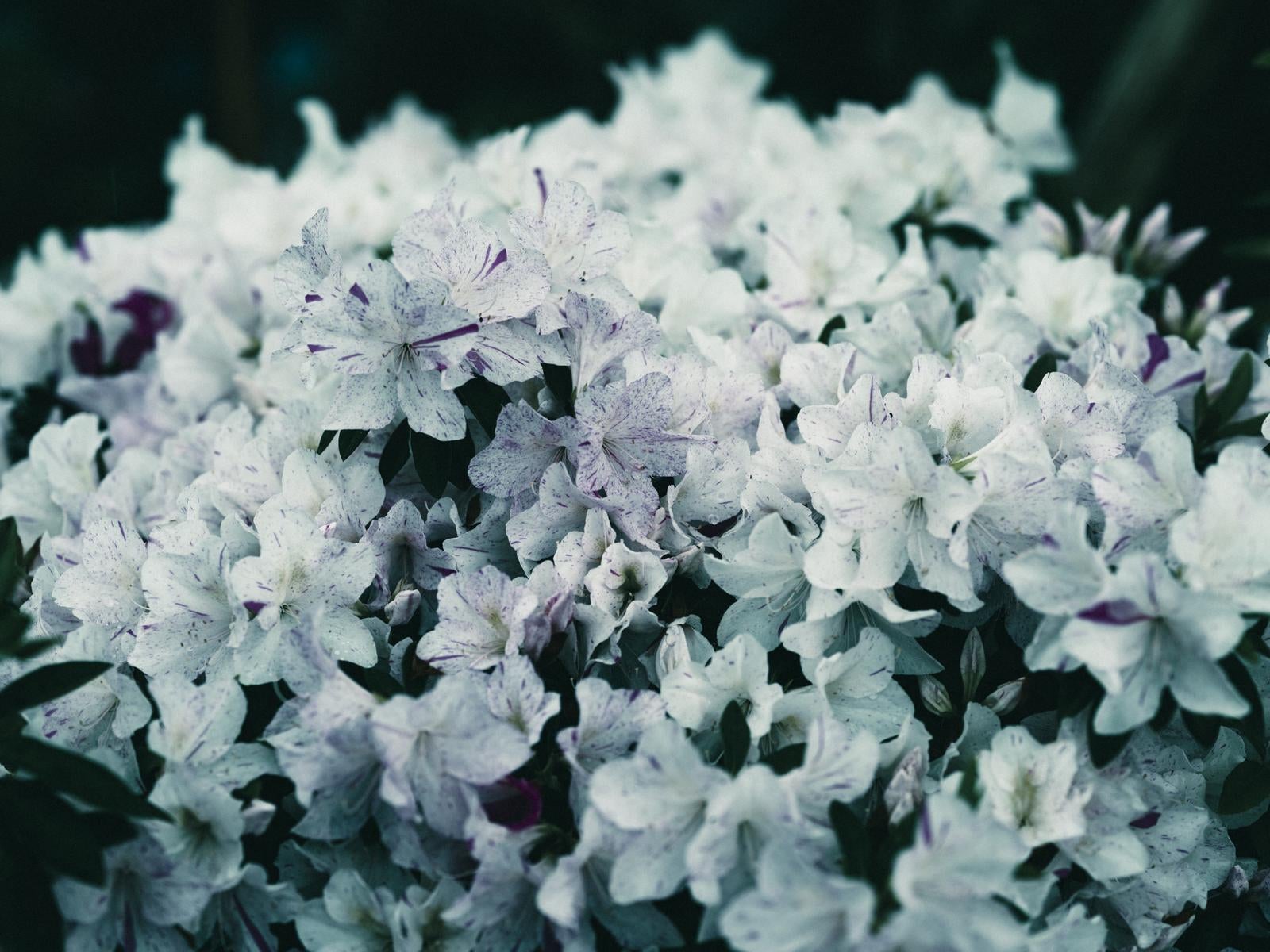 「白いツツジの花」の写真
