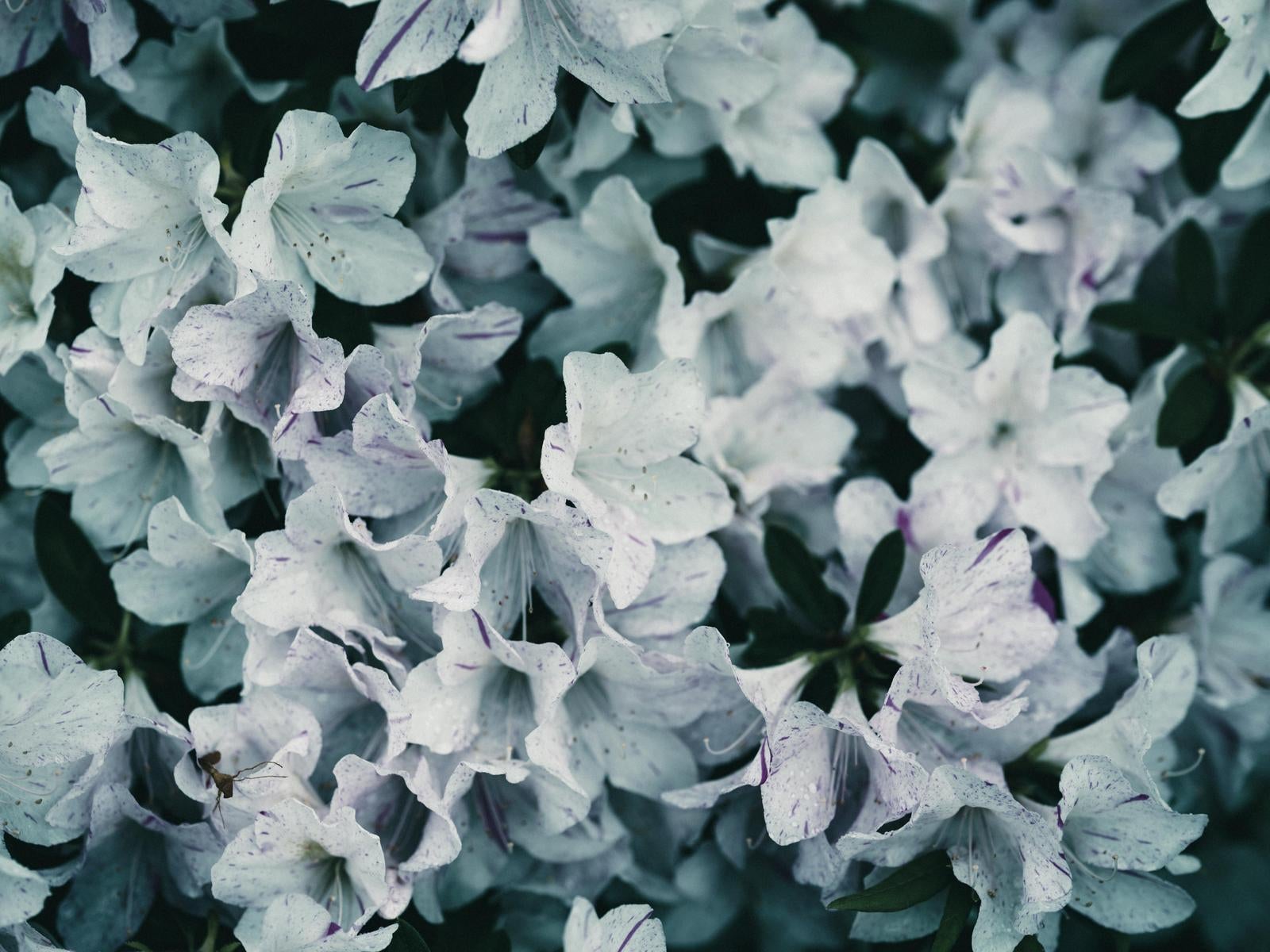 「白いツツジの花が咲く」の写真