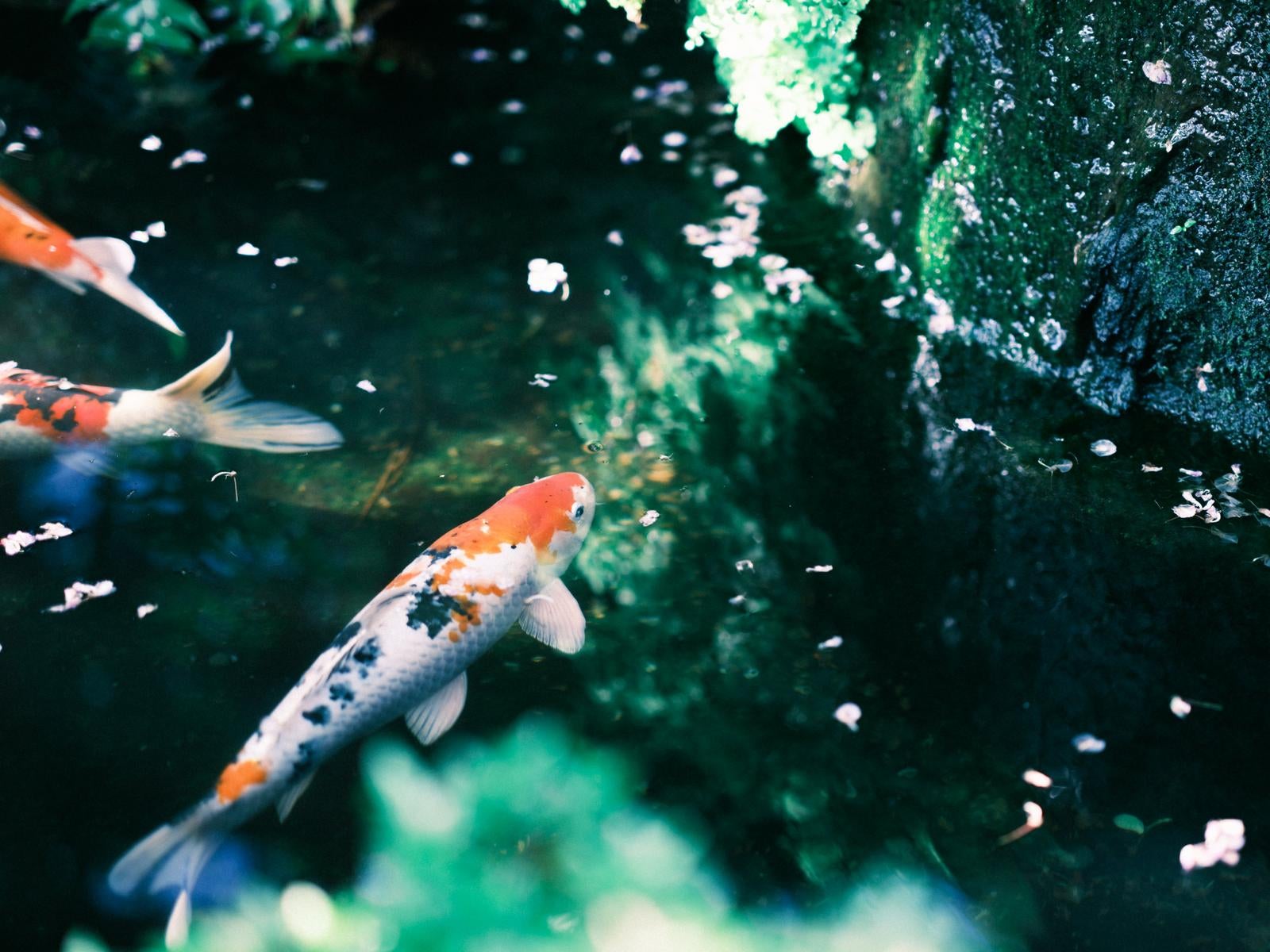 「日本庭園の鯉と池の風景」の写真