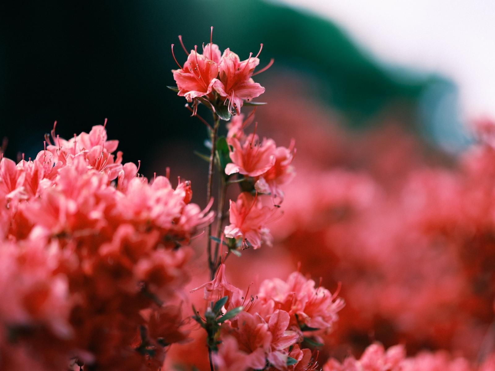 「ツツジの開花の時」の写真