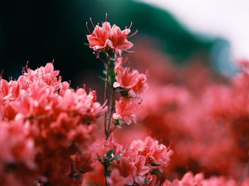 ツツジの開花の時の写真