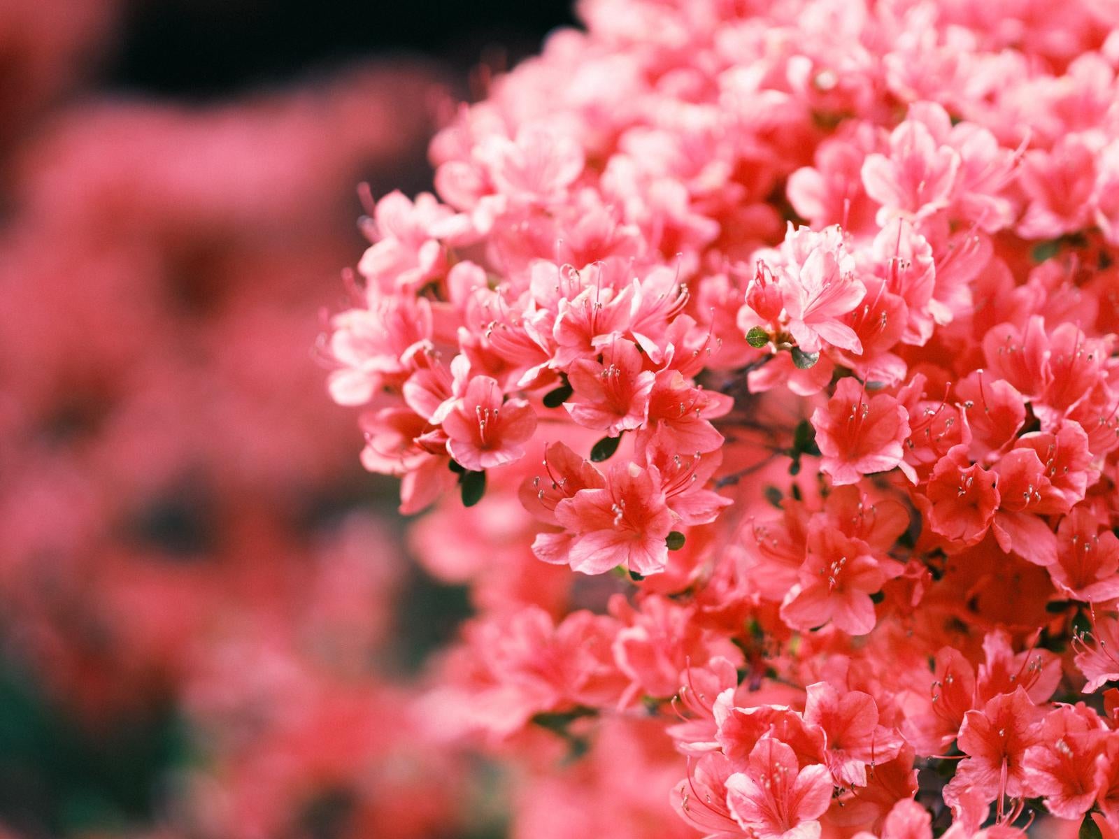 「ツツジの開花」の写真