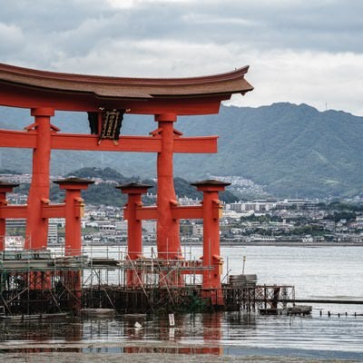 保全修理中の厳島神社大鳥居の写真