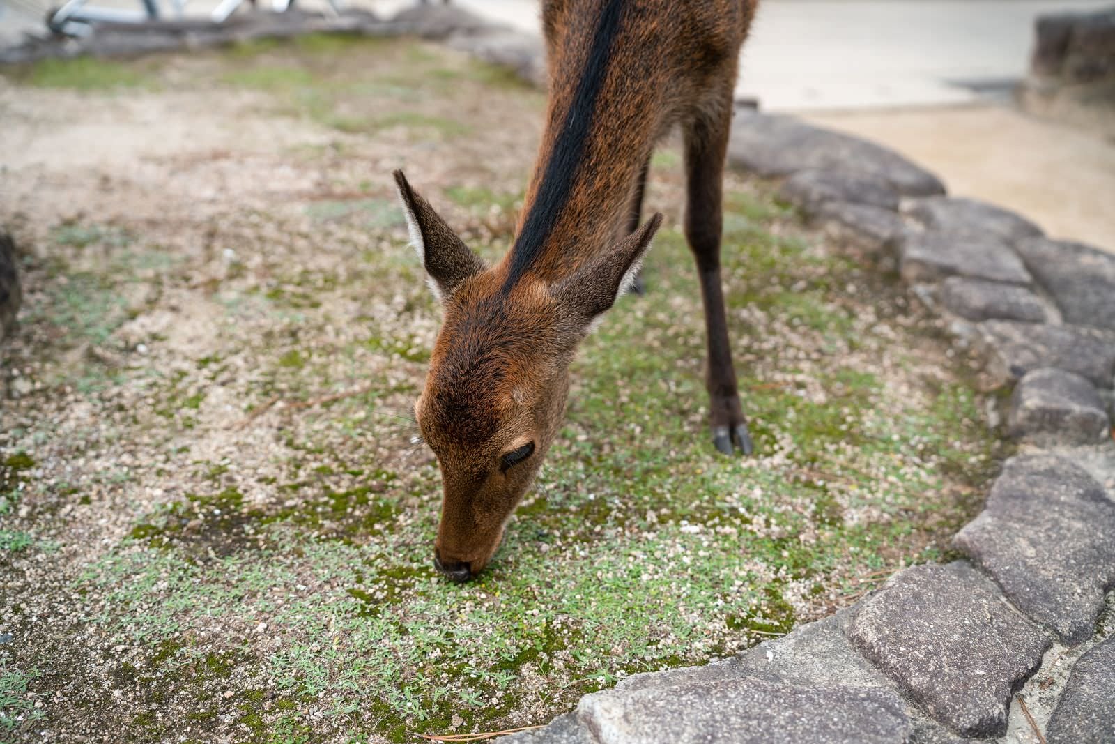 苔の生えた地面に顔を近づけて草を食べている鹿のアップショット