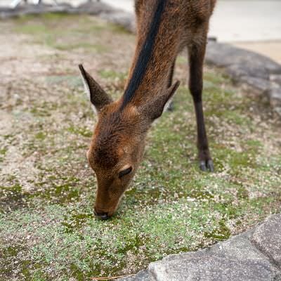 地面の草をもぐもぐ食べる鹿の写真