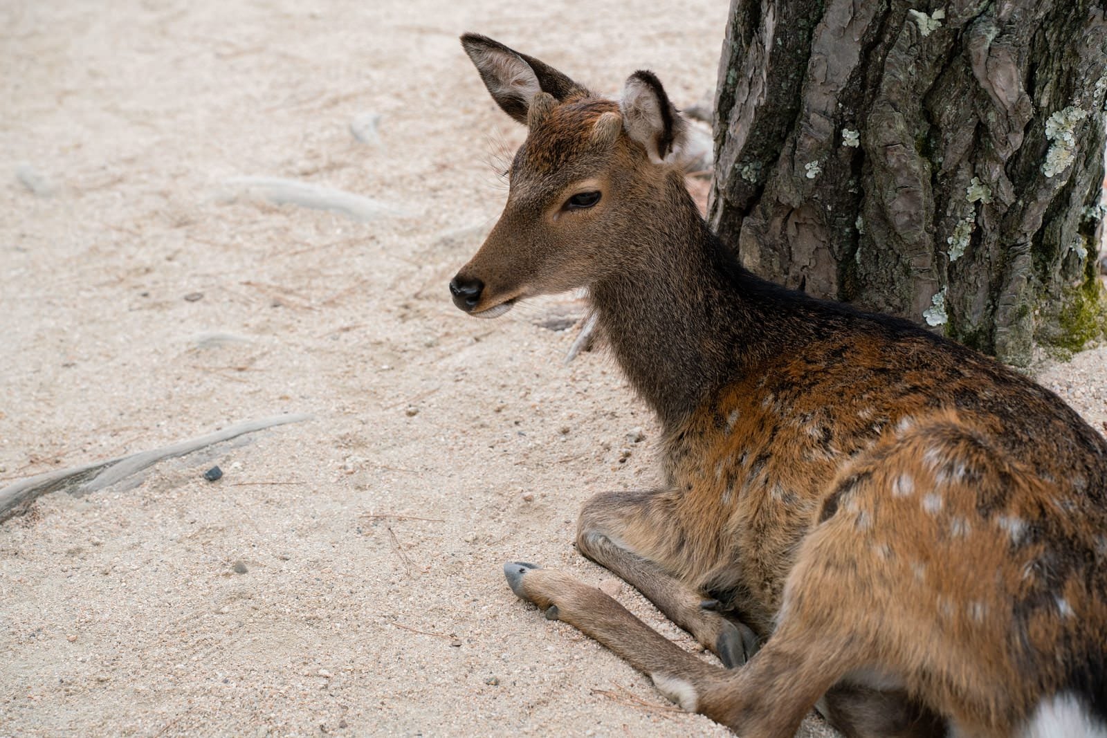 「木の下で寛ぐ鹿」の写真