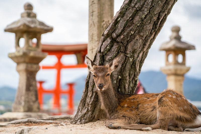 かわいい鹿の尻尾の無料の写真素材 - ID.83780｜フリー素材 ぱくたそ