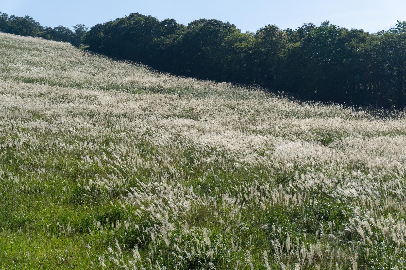 「丘陵地帯の木々と風に揺れるすすきの調和」の写真