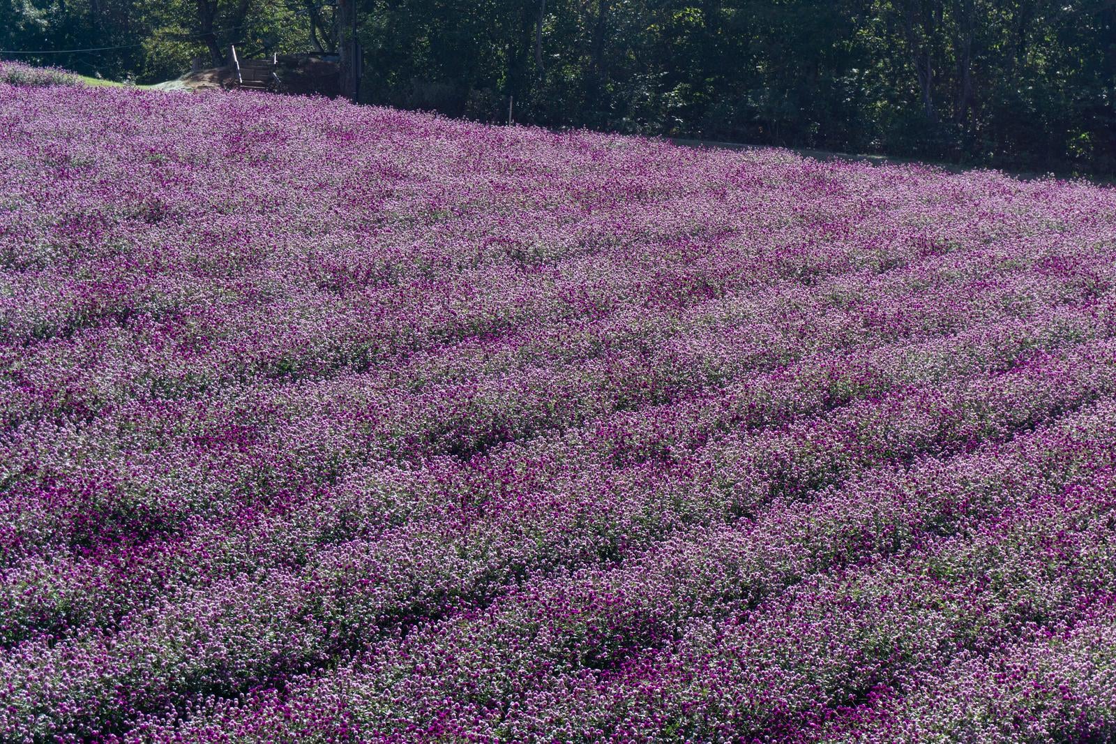 「紫とピンクの千日紅が咲き誇る美しい風景」の写真