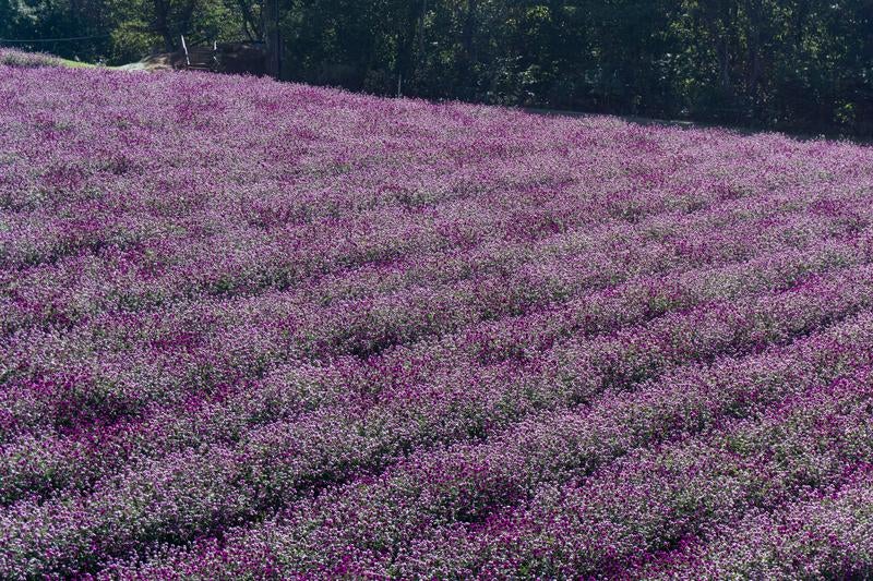 紫とピンクの千日紅が咲き誇る美しい風景の写真