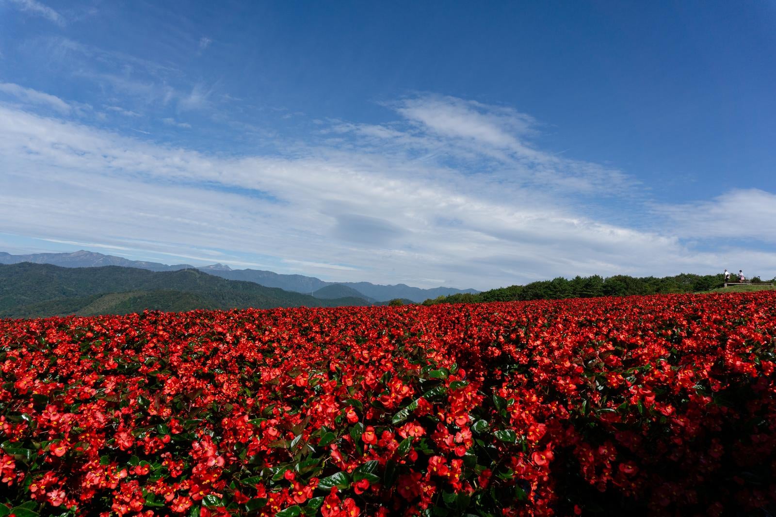 「広大なベゴニアの花畑と遠くに見える山並み」の写真