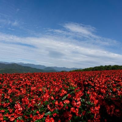 広大なベゴニアの花畑と遠くに見える山並みの写真