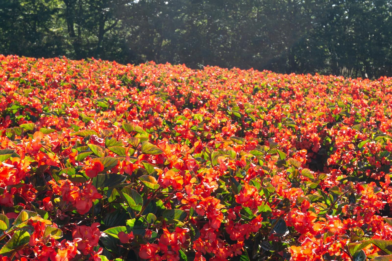 「背後の木々や葉の緑とのコントラストが美しい朝日に輝くベゴニアの花畑」の写真