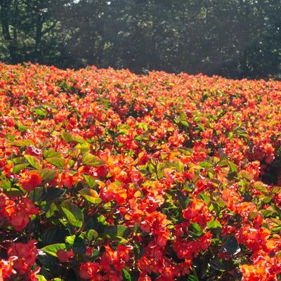 背後の木々や葉の緑とのコントラストが美しい朝日に輝くベゴニアの花畑の写真