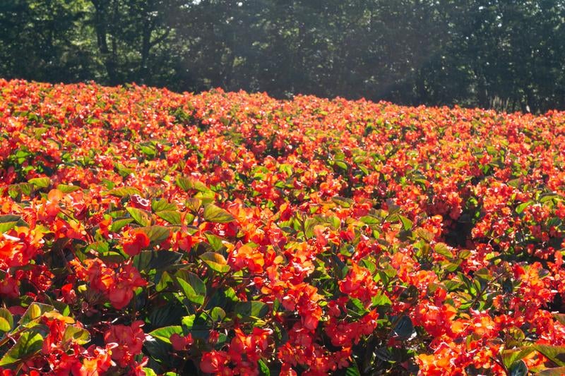 背後の木々や葉の緑とのコントラストが美しい朝日に輝くベゴニアの花畑の写真