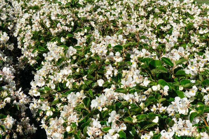 朝露が残る白いベゴニアの花畑の写真