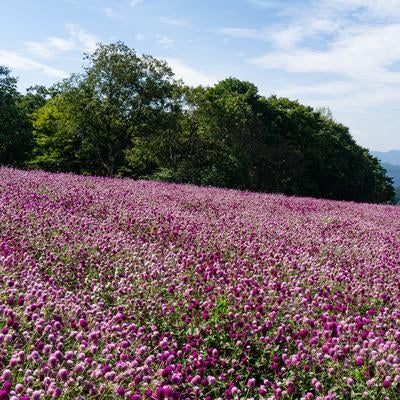 緑の木々と山々に囲まれた千日紅の花畑の写真