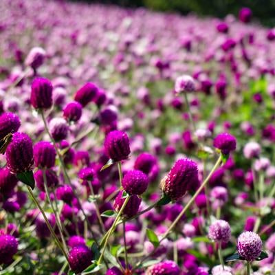 満開の千日紅の花畑に蜜を求めてやってきたイチモンジセセリの写真