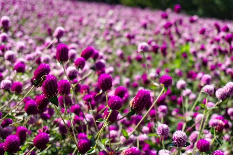 満開の千日紅の花畑に蜜を求めてやってきたイチモンジセセリの写真