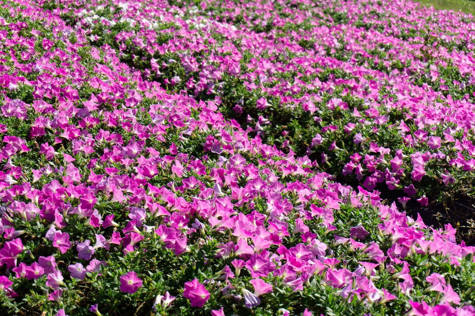 「ピンクが可愛らしいペチュニアの花畑」の写真