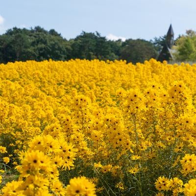 鮮やかな黄色が目を引くゴールデンピラミッドの花畑の写真