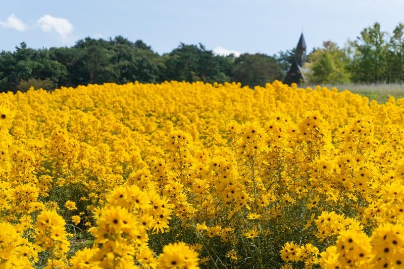 鮮やかな黄色が目を引くゴールデンピラミッドの花畑の写真