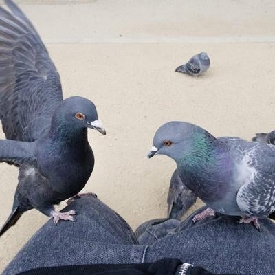 私の膝の上で鳩が喧嘩してるの写真