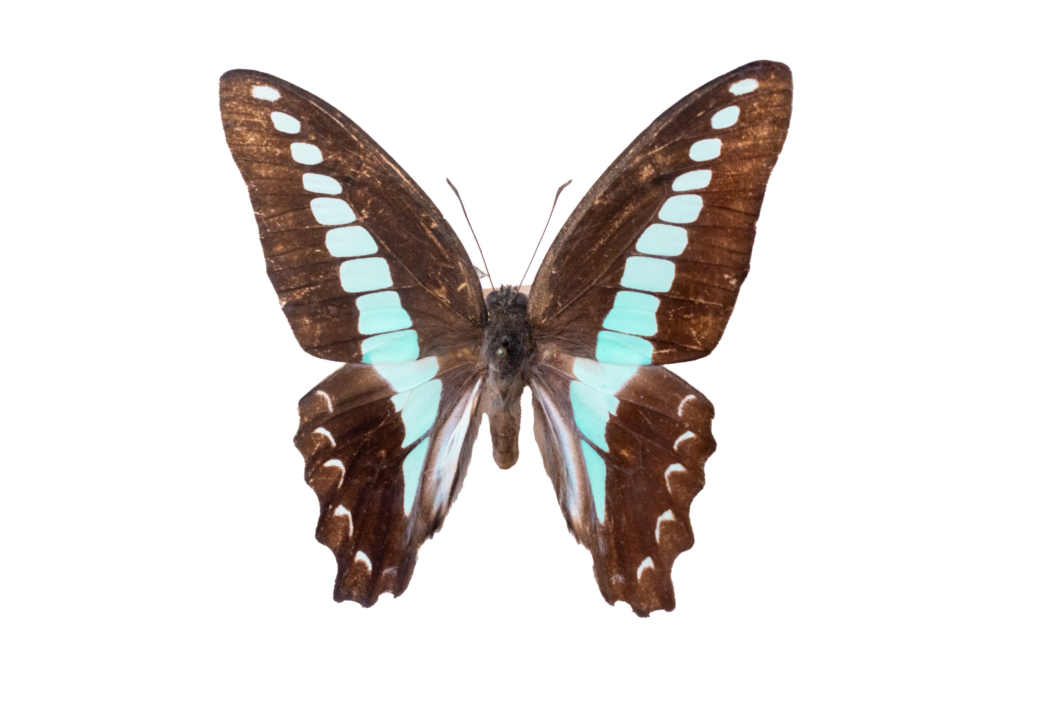 husigi_aosujiageha_natugata.