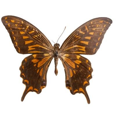 アゲハチョウの生態標本の写真