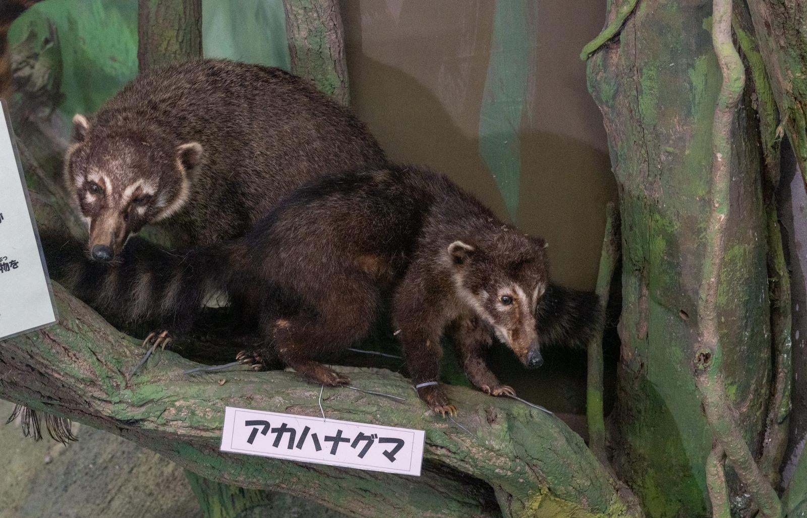 「アカハナグマの剥製展示」の写真