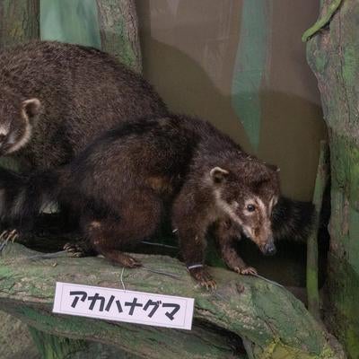 アカハナグマの剥製展示の写真