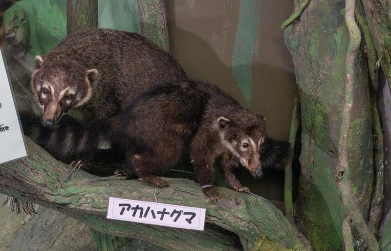 アカハナグマの剥製展示の写真