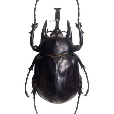 アクテオンゾウカブト（コロンビア）オスの標本の写真