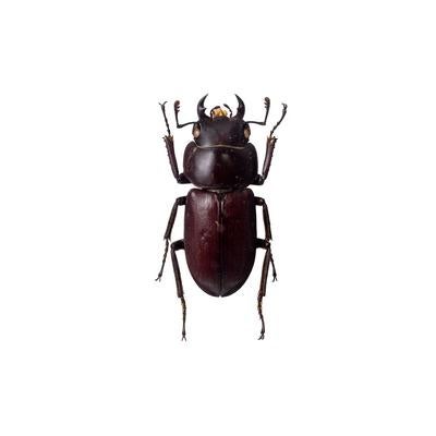 深褐色のアマミコクワガタの標本の写真