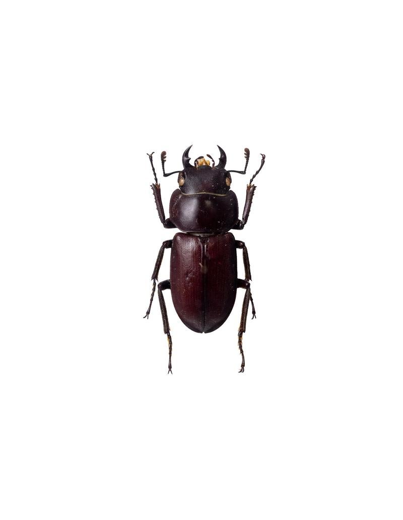 深褐色のアマミコクワガタの標本の写真