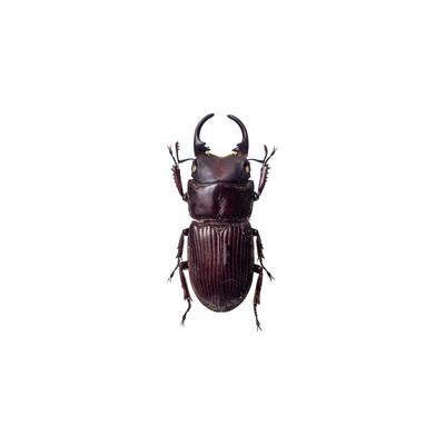 アマミネブトクワガタの標本の写真
