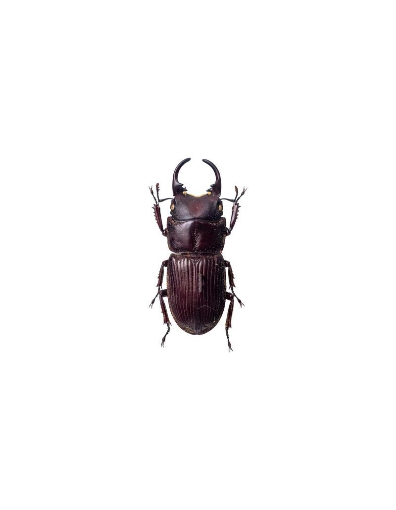 アマミネブトクワガタの標本の写真