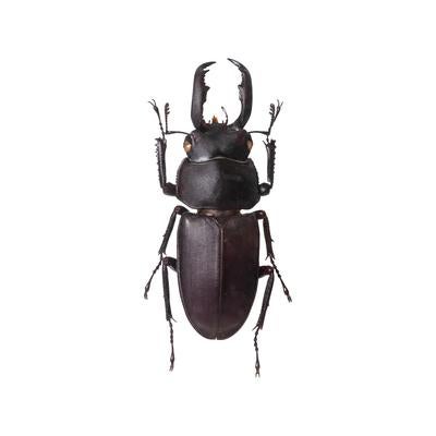 アマミシカククワガタの標本の写真