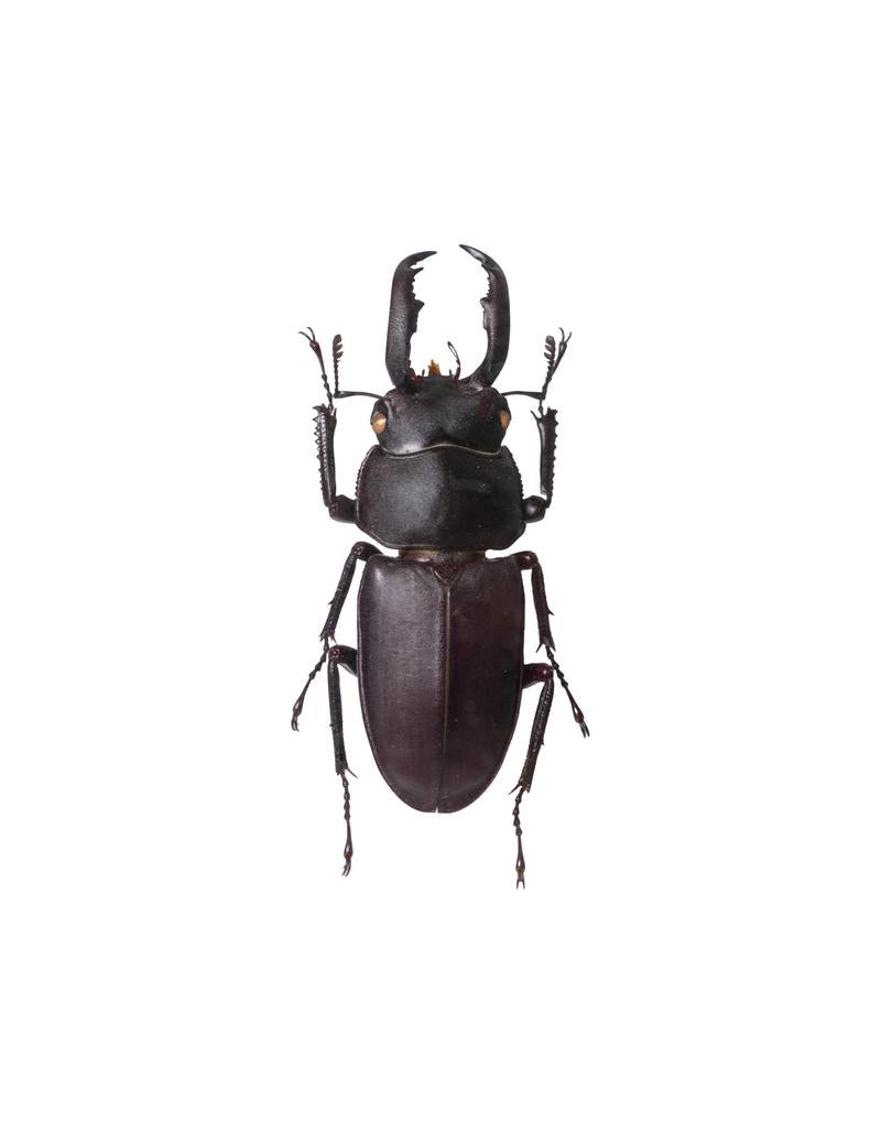 アマミシカククワガタの標本の写真