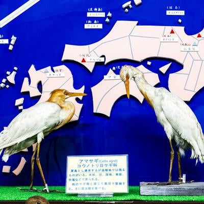 2羽のアマサギが並ぶ剥製の写真