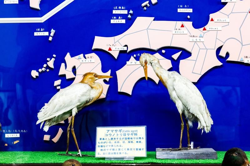 2羽のアマサギが並ぶ剥製の写真